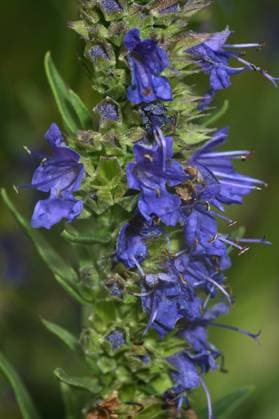 Ysop (Hyssopus officinalis), Blueten hyssop (Hyssopus officinalis), flowers BLWS685080 *** Hyssop Hyssopus officinalis , Flowers Hyssop Hyssopus officinalis , Flowers BLWS685080 Copyright: xblickwinkel W.xWillnerx