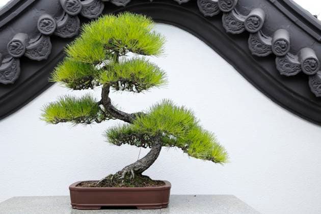 Natur, Bonsaipflanze, Botanischer Garten, Montreal, Provinz Quebec, Kanada, Nordamerika *** Nature, Bonsai plant, Botanist Garden, Montreal, Province Quebec, Canada, North America Copyright: imageBROKER GuentherxSchwermer ibxgsc09188487.jpg
