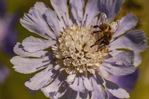 A closeup of a bee on a scabiosa caucasica in a field under the sunlight *** einer closeupe des einer Biene am einer scabiosa caucasica ÊIn einer Feld unterhalb der Sonnenlicht 2231909