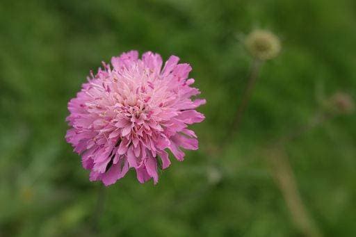 RECORD DATE NOT STATED Natural close-up on a soft pink flower of the Macedonian scabious wildflower, Knautia macedonica *** natürliche schließen Aufwärts am einer weich Rosa Blume des der mazedonischen scabious wildflower, Knautia macedonica 19215888