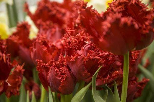 RECORD DATE NOT STATED A closeup shot of beautiful red-petaled crispa tulips in a garden *** einer closeupe erschossen des Schönes Roter petaled crispa Tulpen ÊIn einer Garten 232159