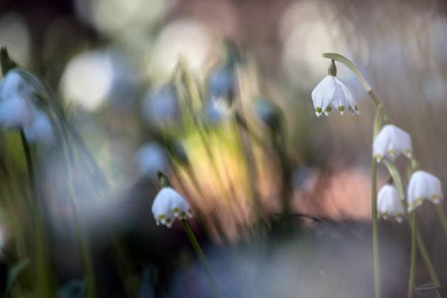 Maerzenbecher, Maerzbecher, Fruehlings-Knotenblume, Fruehlingsknotenblume, Schneerose, Maerzgloeckchen (Leucojum vernum), bluehend im Wald, Fokus auf eine Bluete, Deutschland spring snowflake (Leucojum vernum), blooming in a wood, focus of a single flower, Germany BLWS685336 *** Mug, Maerzbecher, Springs Knot Flower, Spring Knot Flower, Snow Rose, Maerzgloeckchen Leucojum vernum , blooming at Forest, Focus at a Bluete, Germany Spring SNOWFLAKE Leucojum vernum , blooming in a wood, Focus of a Single flower, Germany BLWS685336 Copyright: xblickwinkel M.xWuchenauerx