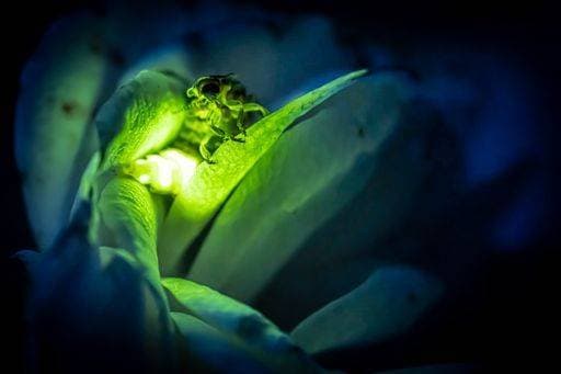 IMAGO Nature: Unsere Erde, Lichtverschmutzung in den Nächten bedroht Glühwürmchen-Populationen Female firefly common glowworm Lampyris noctiluca sitting on a rose blossom glowing in the dark. *** weiblich Glühwürmchen Gemeine Gluehwuermchen Lampyris noctiluca sitzend am einer Hagebuttenschalen erblühen glühend ÊIn der dunkle 2485572