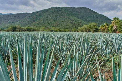 RECORD DATE NOT STATED Blue agave plantation in the field to make tequila concept tequila industry *** Blau Agaven Plantage ÊIn der Feld an machen tequila Konzept tequila Industrie 2509915