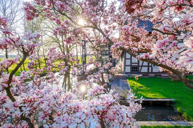 Frühling im Spreewald DEU Deutschland Brandenburg Raddusch, 21.04.2023, Eine Magnolie blüht an der Radduscher Buschmühle bei Raddusch im Spreewald. *** Spring in the Spreewald DEU Germany Brandenburg Raddusch, 21 04 2023, A magnolia blooms at the Radduscher Buschmühle near Raddusch in Spreewald AF_Raddusch_40878.jpeg