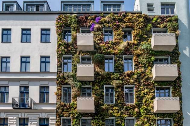 Green facade in Pannierstrasse in Berlin Neukölln, , facade greening, facade planting, climate protection Green facade in Pannierstrasse in Berlin Neukölln, , facade greening, facade planting, climate protection