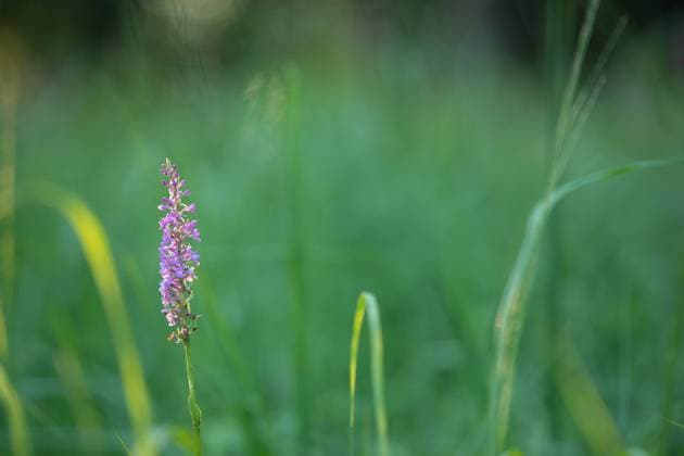 Mückenhändelwurz Die Mückenhändelwurz ist eine Orchidee mit zartrosa Blättern. Der Hintergrund leuchtet grün durch die Blätter von Graslilien. Copyright: xZoonar.com TanjaxKreßx 18214255