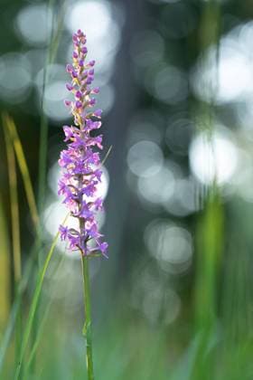 Mückenhändelwurz in der Abendsonne Die Mückenhändelwurz ist eine Orchidee mit zartrosa Blättern. Unten sind die Blätter von Graslilien erkennbar. Oben bildet das Licht der Sonne zwischen den Bäumen ein Bokeh aus Lichtkreisen. Copyright: xZoonar.com TanjaxKreßx 18214260