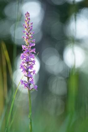 Mückenhändelwurz in der Abendsonne Die Mückenhändelwurz ist eine Orchidee mit zartrosa Blättern. Unten sind die Blätter von Graslilien erkennbar. Oben bildet das Licht der Sonne zwischen den Bäumen ein Bokeh aus Lichtkreisen. Copyright: xZoonar.com TanjaxKreßx 18214286