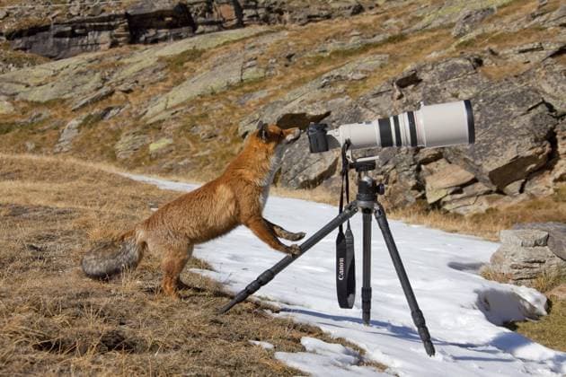  Neugieriger Rotfuchs (Vulpes vulpes) schaut durch die Kamera in den Bergen der Alpen, Nationalpark Gran Paradiso, Italien, Europa *** Curiouser Rotfuchs Vulpes Vulpes looks through the Camera in the Bergen the Alps, National Park Gran Paradiso, Italy, Europe Copyright: imageBROKER/alimdix/xArterra ibltsm09200904.jpg