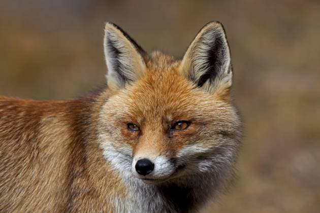  Rotfuchs (Vulpes vulpes) aus der Nähe im Herbst, Alpen, Nationalpark Gran Paradiso, Italien, Europa *** Rotfuchs Vulpes Vulpes from the Proximity at Autumn, Alps, National Park Gran Paradiso, Italy, Europe Copyright: imageBROKER/alimdix/xArterra ibltsm09200906.jpg