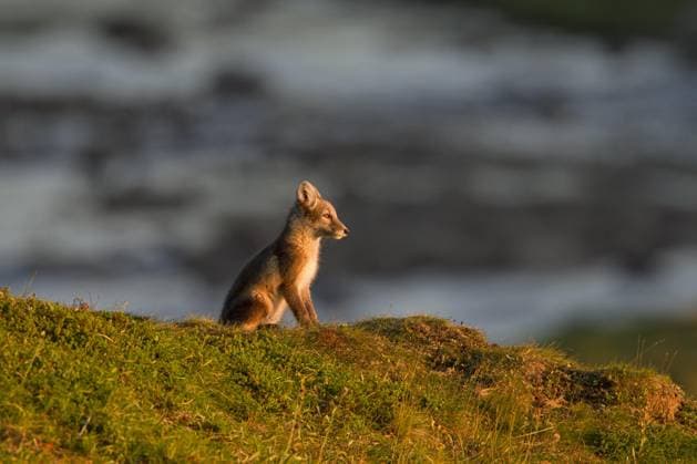  Polarfuchs (Vulpes lagopus) Jungtier in der Tundra bei Sonnenuntergang, Lappland, Schweden, Europa *** Polar Fox Vulpes lagopus Kitten in the Tundra at Sunset, Lapland, Sweden, Europe Copyright: imageBROKER/alimdix/xArterra ibltsm09201092.jpg