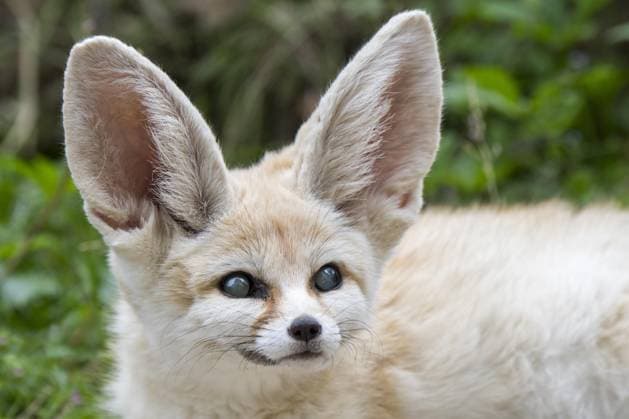  In Gefangenschaft gehaltener Wüstenfuchs (Vulpes zerda) (Fennecus zerda), der an einem Glaukom leidet, einer Augenkrankheit, die bei Fennecs in Zoos häufig auftritt *** in Captivity held Desert fox Vulpes zerda Fennecus zerda , the to a Glaucoma suffers, a Eye disease, the at Fennecs in Zoos frequently Appearance Copyright: imageBROKER/alimdix/xArterra ibltsm09201138.jpg