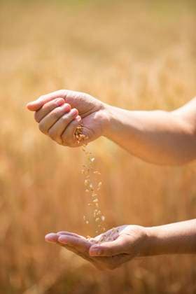 IMAGO Creative, Biodynamische Landwirtschaft RECORD DATE NOT STATED Chinese farmer harvesting in wheat field Beijing China Copyright: xLanexOateyx bji06430041