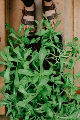 Young calendula flower pants about to be transplanted Winnipeg, Manitoba, Canada R_MFBW2304231F-1174938-01