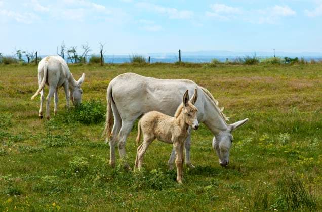 Oesterreich-ungarischer weisser Esel, Barockesel (Equus asinus asinus), Eselstute mit Fohlen auf einer Koppel, Seitenansicht, Ungarn Austrian-hungarian white donkey (Equus asinus asinus), donkey mare with foal on a paddock, side view, Hungary BLWS684997 *** Austria Hungarian White Donkey, Baroque donkey Equus asinus asinus , Donkey mare with Foals at a Paddock, Side view, Hungary Austrian Hungarian White Donkey Equus asinus asinus , Donkey Mare With foal ON a paddock, Side view, Hungary BLWS684997 Copyright: xblickwinkel G.xFischerx