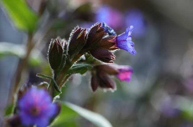Natur 23.04.2023, Ostramondra, Lungenkraut (Pulmonaria officinalis) *** Nature 23 04 2023, Ostramondra, Lungwort Pulmonaria officinalis