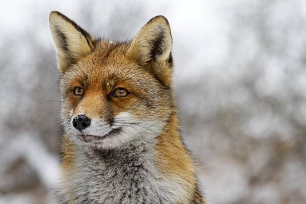  Nahaufnahme eines Rotfuchs (Vulpes vulpes) in dickem Winterfell im Schnee *** Close-up one Rotfuchs Vulpes Vulpes in thick Winterfell at Snow Copyright: imageBROKER/alimdix/xArterra ibltsm09200956.jpg