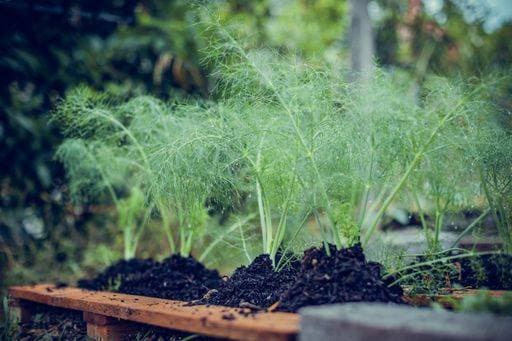 RECORD DATE NOT STATED A selective closeup of dill sprouting plant in a garden *** einer selektive closeupe des dill austreibend Pflanze ÊIn einer Garten 2745841