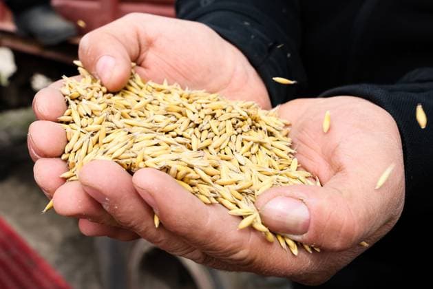 RUSSIA, PRIMORYE REGION - APRIL 25, 2023: Farm head Ashot Ambartsumyan holds a handful of oats during a spring sowing campaign on Ambartsumyan Farm in the village of Gaivoron in Spassky District of the Primorye Region. Since 2009, the farm has specialised in dairy cattle breeding. Currently it has 400 heads of livestock, including a milking herd of 190 cattle. Annual and perennial fodder crops are grown on the fields adjacent to the farm. Yuri Smityuk TASS  58655617