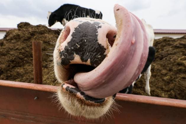 Bilder des Jahres 2023, News 04 April News Themen der Woche KW17 News Bilder des Tages RUSSIA, PRIMORYE REGION - APRIL 25, 2023: A cow on Ambartsumyan Farm in the village of Gaivoron in Spassky District of the Primorye Region. Since 2009, the farm has specialised in dairy cattle breeding. Currently it has 400 heads of livestock, including a milking herd of 190 cattle. Annual and perennial fodder crops are grown on the fields adjacent to the farm. Yuri Smityuk TASS  58658806