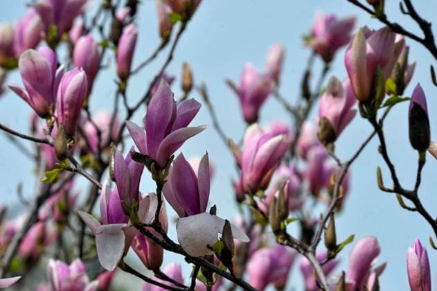 VINNYTSIA, UKRAINE -APRIL 25, 2023 - Magnolia trees are in full bloom in Vinnytsia, west-central Ukraine. Blooming magnolias in Vinnytsia  Copyright: xTITUALMAx