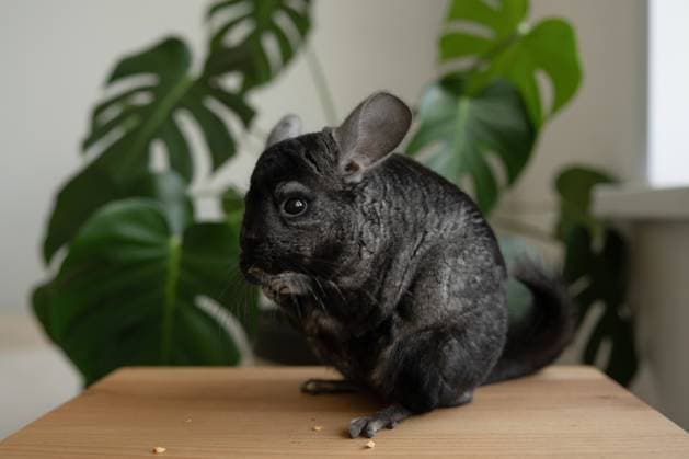 PR_ID13683_3361_Chinchilla.jpg Cute fluffy domestic chinchilla eating food while standing on wooden desk in background of green plant, Property released LiliyaSolopova_ID13683_415236_002 Copyright: xLiliyaxSolopovax Model Released