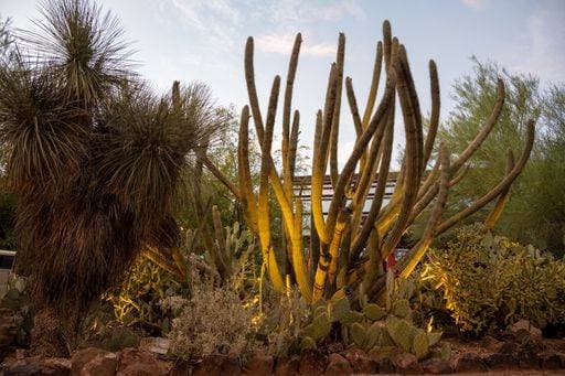 RECORD DATE NOT STATED A beautiful shot of Desert Botanical Garden Phoenix USA *** einer Schönes erschossen des Wüste botanischen Garten Phönix USA 2991016
