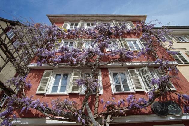 Frühling: Blühende Glyzinien iin der Altstadt von Tübingen, Baden-Württemberg, Deutschland *** Spring blooming wisteria iin the old town of Tübingen, Baden Württemberg, Germany