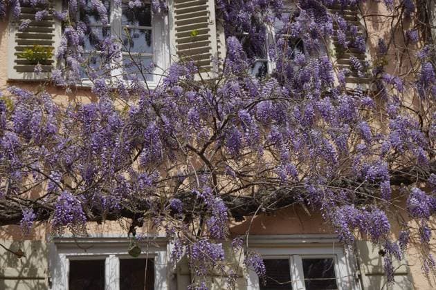 Frühling: Blühende Glyzinien iin der Altstadt von Tübingen, Baden-Württemberg, Deutschland *** Spring blooming wisteria iin the old town of Tübingen, Baden Württemberg, Germany