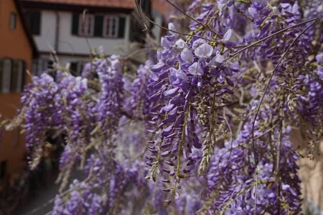 Frühling: Glyzinienblüte iin der Altstadt von Tübingen, Baden-Württemberg, Deutschland. *** Spring wisteria blossom iin the old town of Tübingen, Baden Württemberg, Germany