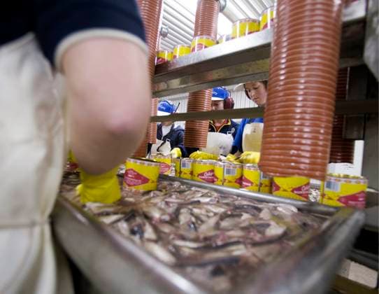 TYNDERÖ 20070628 Jars are packed with surströmming at Oskars surströmming factory in Tynderö TYNDERÖ Sweden frikop x200x  Copyright: xRALFxBERGMANx xTTx SURSTRÖMMING