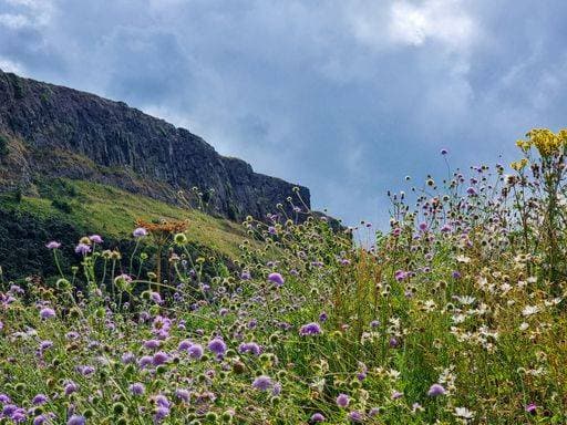 Steep rocks next to Scotlands National flower, the Thistle *** steil Felsen nächsten an Scotlands Nationaler flower, der Ackerdistel 3080779
