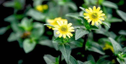 RECORD DATE NOT STATED Delicate yellow flowers of aMexican creeping zinnia *** Zarte Gelb Blumen des aMexican kriechend zinnia 3090649