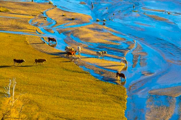 Cattle on grassland Beijing China Copyright: xLianxFeix bji01992615