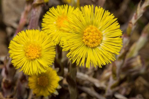 Huflattichblüten_1 Huflattichblüten . Coltsfoot flowers . Copyright: xZoonar.com TorstenxRemptx 4891389