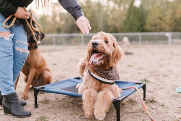 Creative Highlights Symbolbilder Happy Doodle mix dog laying on place mat getting a treat Portland, Oregon, United States R_OQLW230228-1136322-01 ,model released, Symbolfoto