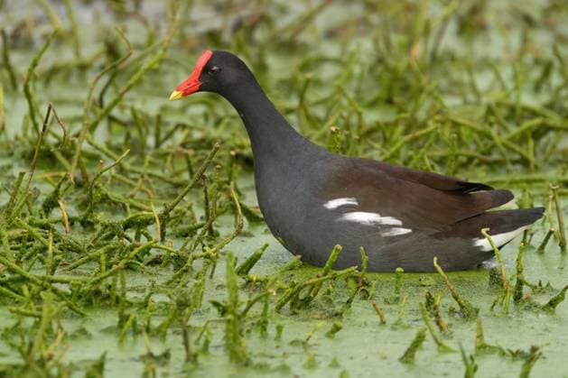 Creative Highlights World A Common Gallinule Searching for Vegetation to Eat Apopka, Florida, United States R_EMGX230316-1154600-01