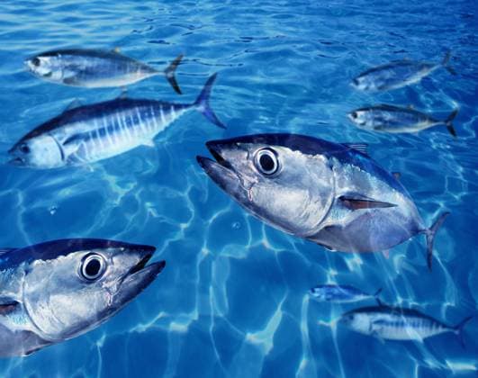 Bluefin tuna Thunnus thynnus fish school underwater swimming blue ocean Copyright: xTONOxBALAGUERx xDesignxPicsx , 30659659 Copyright: TONOxBALAGUERx xDesignxPics 30659659