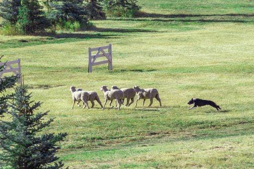 IMAGO Creative, Biodynamische Landwirtschaft RECORD DATE NOT STATED A dog herding a group of sheep on a sheepdog competition, Utah, USA *** einer Hund huetend einer Gruppe des Schaf am einer Schaeferhund competition, Utah, USA 3262872