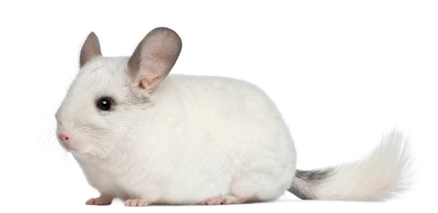 Wilson Chinchilla, 12 months old, in front of white background Copyright: xEricxIsseléex xDesignxPicsx , 30701146 Copyright: EricxIsseléex xDesignxPics 30701146