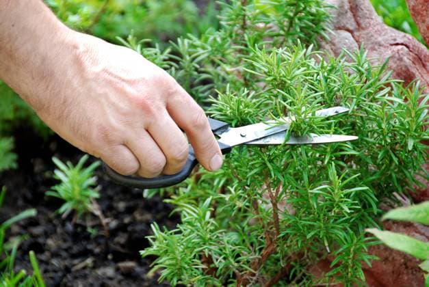 hand cutting a green fresh rosemary branch in seasoning garden Copyright: xJulijaxSapicx xDesignxPicsx , 30707651 Copyright: JulijaxSapicx xDesignxPics 30707651