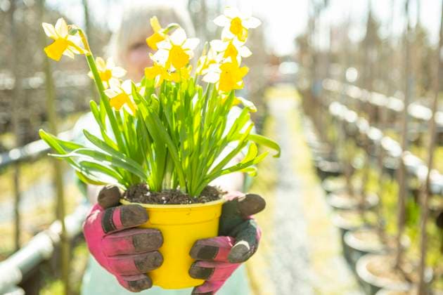 Gardener with daffodils A mature woman as a gardener in a nursery with flower pots with daffodils.