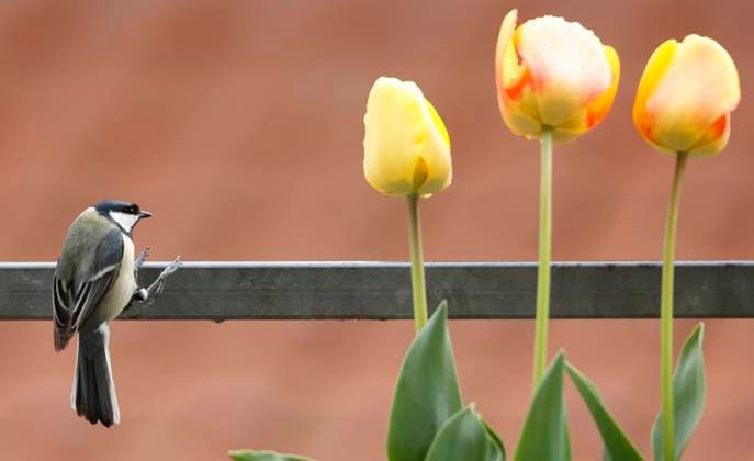 Entertainment Bilder des Tages 02.05.2023, Tierwelt im Garten, Fuerstenried West Muenchen, im Bild: Meisen und Tulpen *** 02 05 2023, wildlife in the garden, Fuerstenried West Munich, in the picture tits and tulips