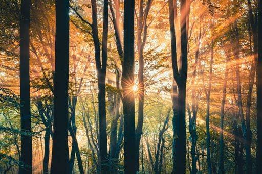 IMAGO Creative: Herbst, Lichtimpressionen RECORD DATE NOT STATED The beautiful view of the morning light penetrating through the tree branches. *** der Schönes Ansicht des der Vormittag Licht eindringliches durch der Baum Zweige 3491775