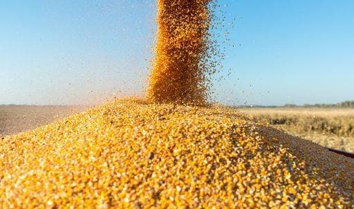 IMAGO Creative, Jahreszeit Herbst auf dem Land RECORD DATE NOT STATED A closeup of corn grains pouring into the trailer of a tractor after the harvest at a farm field *** einer closeupe des Mais Körner einschenkend hinein der Anhängers des einer Traktor nachdem der Ernte im einer Hof Feld 3494018