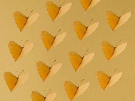 IMAGO Creative: Herbst, Illustrationen RECORD DATE NOT STATED A butterfly pattern made of autumn leaves on a yellow pastel background *** einer Schmetterling Schnittmuster gemacht des Herbst verlässt am einer Gelb Pastell Hintergrund 3502218