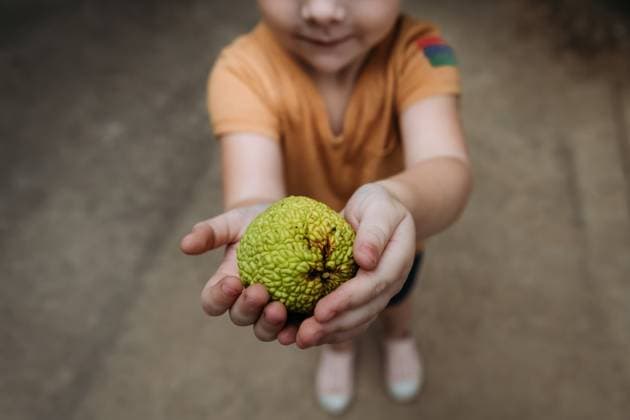 Creative Highlights Symbolbilder Hands holding out green Osage orange Cape Girardeau, Missouri, United States R_WEKW230228C-1138576-01 ,model released, Symbolfoto