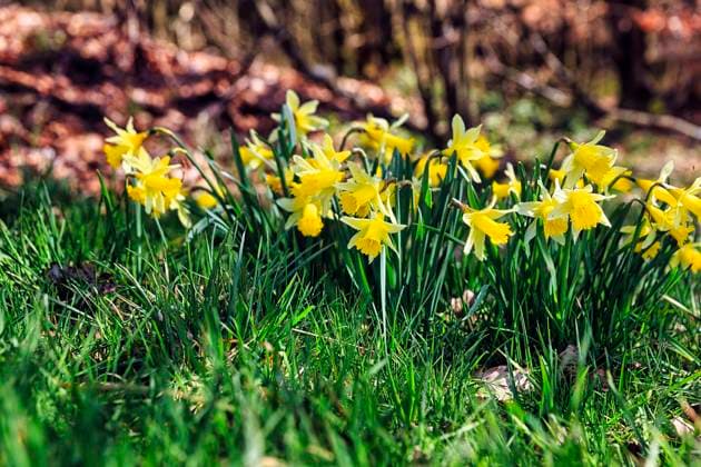  Wilde gelbe Narzissen (Narcissus pseudonarcissus), Osterglocken am Waldboden, Narzissenroute, NSG Perlenbach- und Fuhrtsbachtal, Naturpark Hohes Venn-Eifel, Höfen, Monschau, Eifel, Nordrhein-Westfalen, Deutschland, Europa *** wild Yellow Daffodils Narcissus pseudonarcissus , daffodils on Forest floor, Daffodil Route, NSG Perlenbach and Fuhrtsbach Valley, Nature Park high Venn Eifel, Yards, Monschau, Eifel, North Rhine Westphalia, Germany, Europe Copyright: imageBROKER/AngelaxtoxRoxel ibxato09199773.jpg