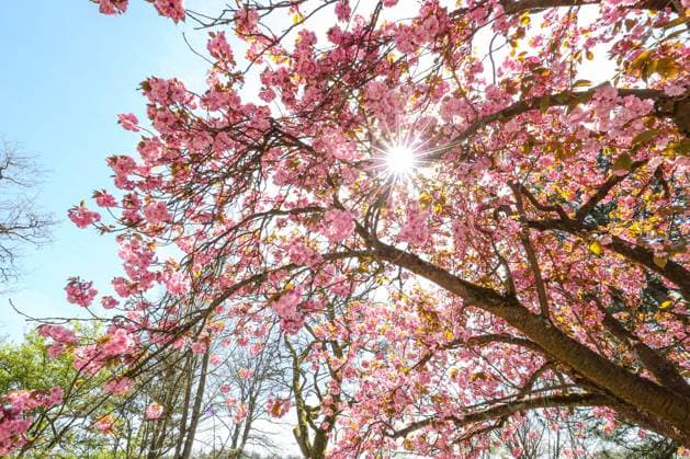 Wunderbares Fruehlingswetter (Frühlingswetter). Kirschbluete (Kirschblüte) im Schlosspark am Oberen Schloss in der Siegener Oberstadt. Die Sonne scheint durch die Blueten (Blüten) Fruehling im Siegerland am 03.05.2023 in Siegen Deutschland. *** Wonderful spring weather spring weather cherry blossom cherry blossom in the castle park at the upper castle in the Siegen upper town the sun shines through the blossoms blossoms spring in Siegerland on 03 05 2023 in Siegen Germany